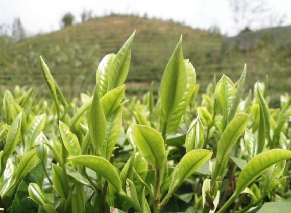 中国最大富硒古树茶