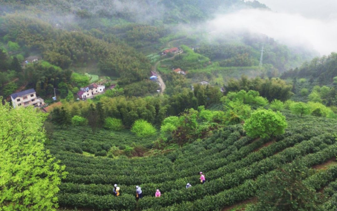 中国最大富硒古树茶