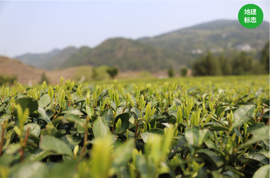 玉露是不是富硒茶类