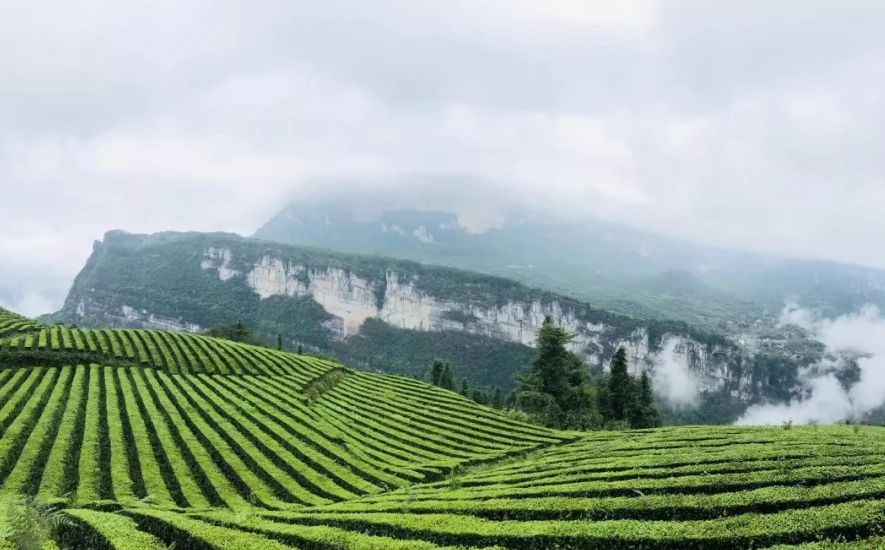 玉露是不是富硒茶类