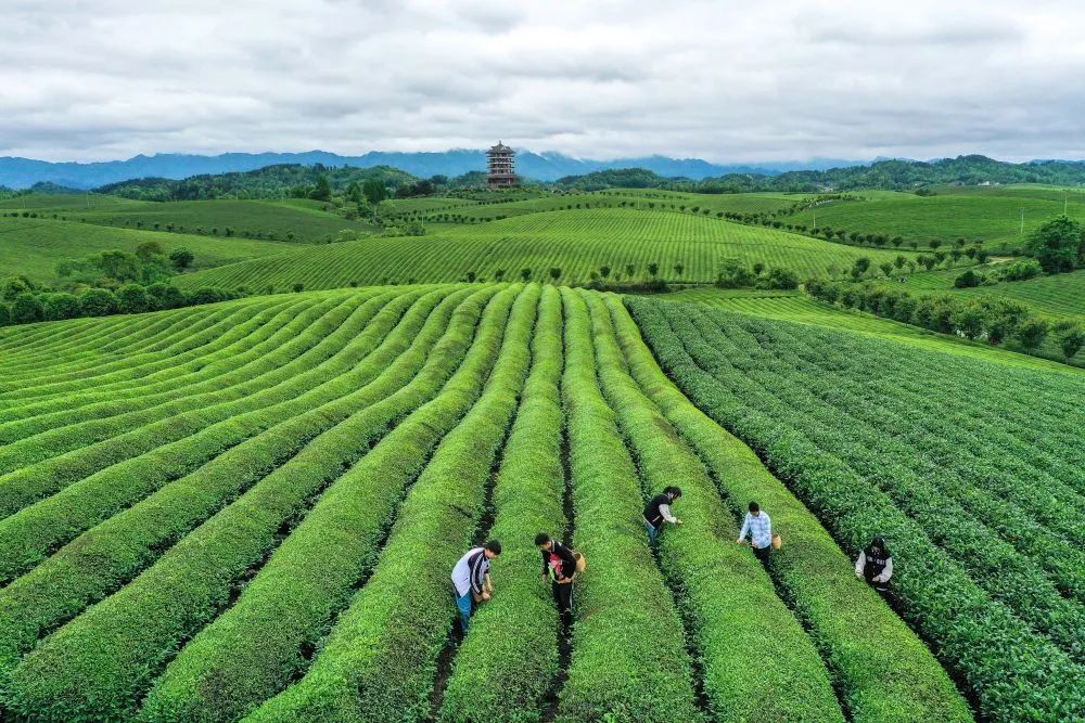 中国最大富硒古树茶