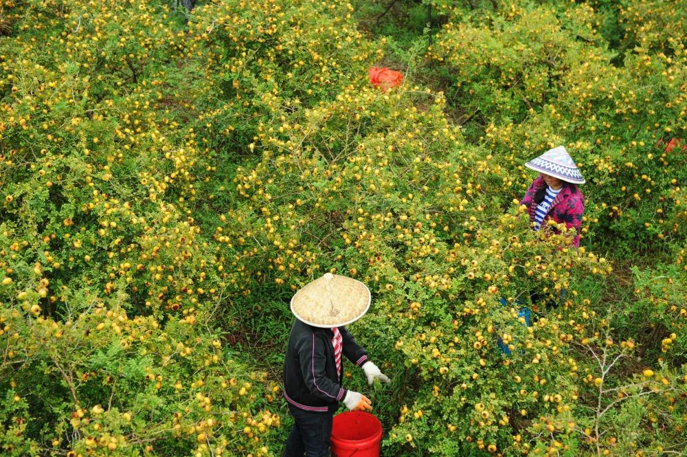 中国最大富硒古树茶