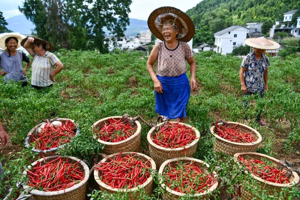 中国最大富硒古树茶