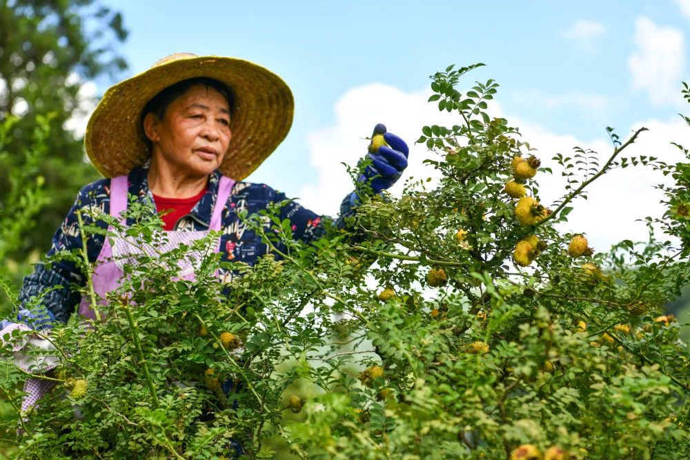 中国最大富硒古树茶