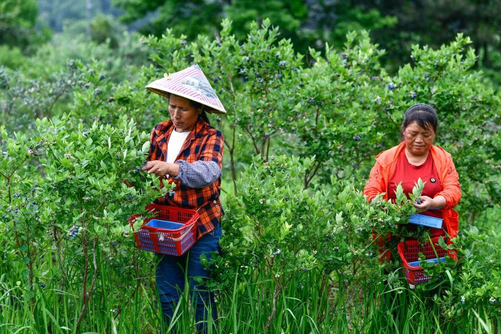 中国最大富硒古树茶