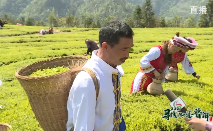 中国最大富硒古树茶