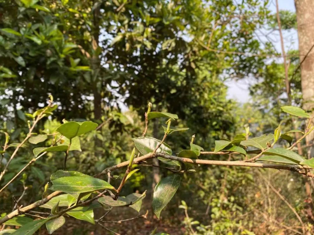 中国最大富硒古树茶