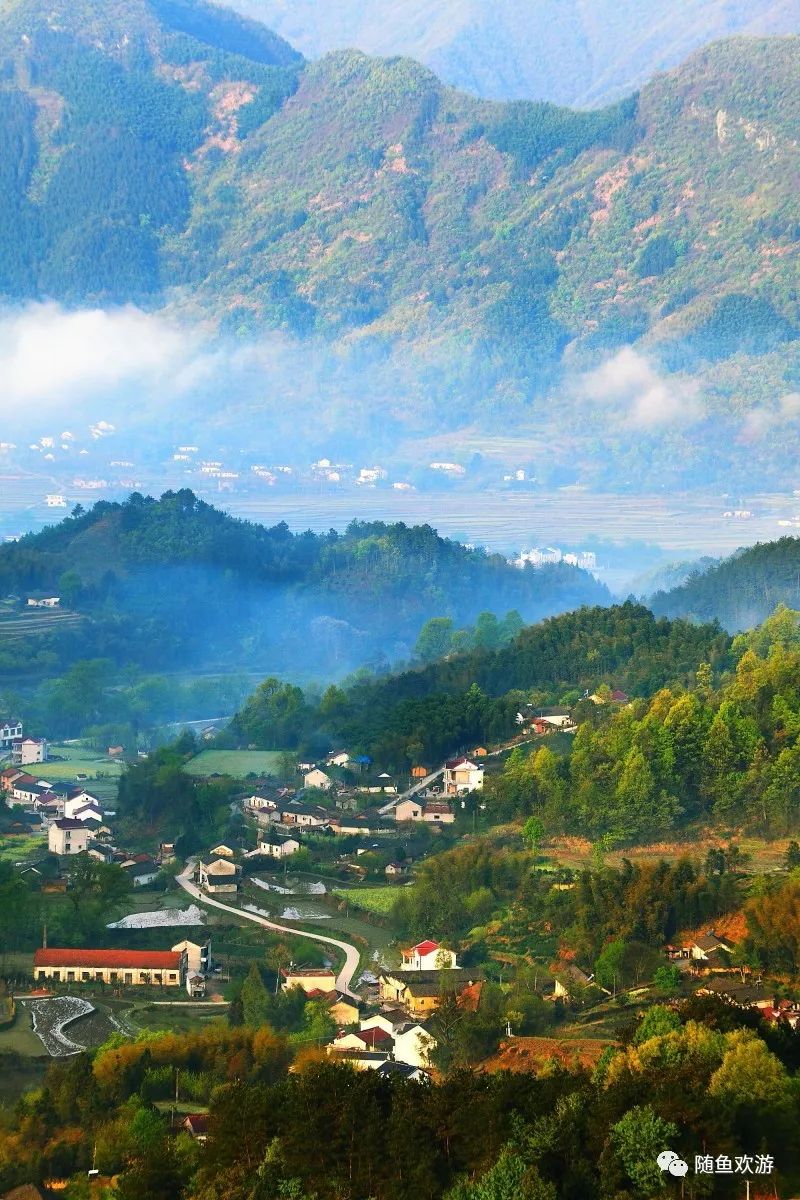 明前高山有机富硒茶