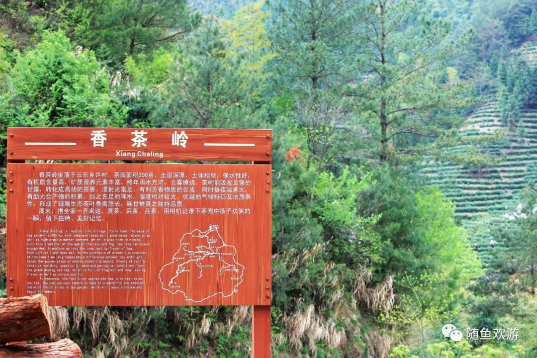 明前高山有机富硒茶