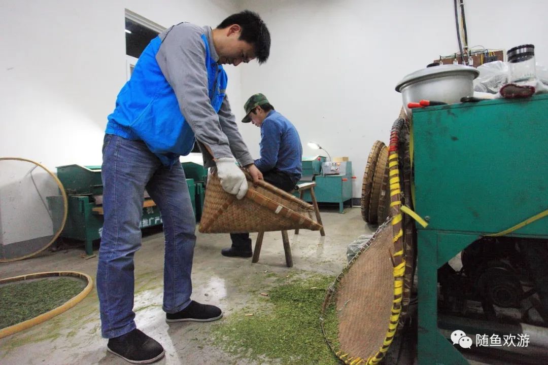 明前高山有机富硒茶