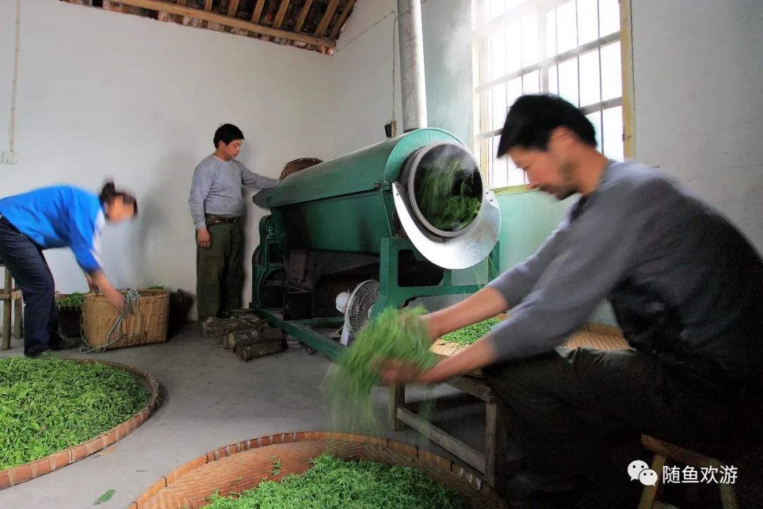 明前高山有机富硒茶