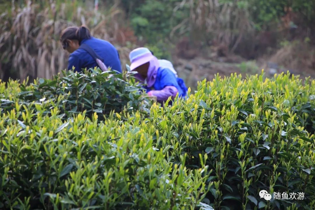 明前高山有机富硒茶