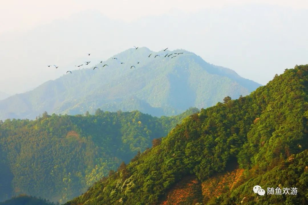 明前高山有机富硒茶