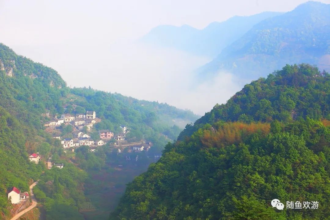 明前高山有机富硒茶