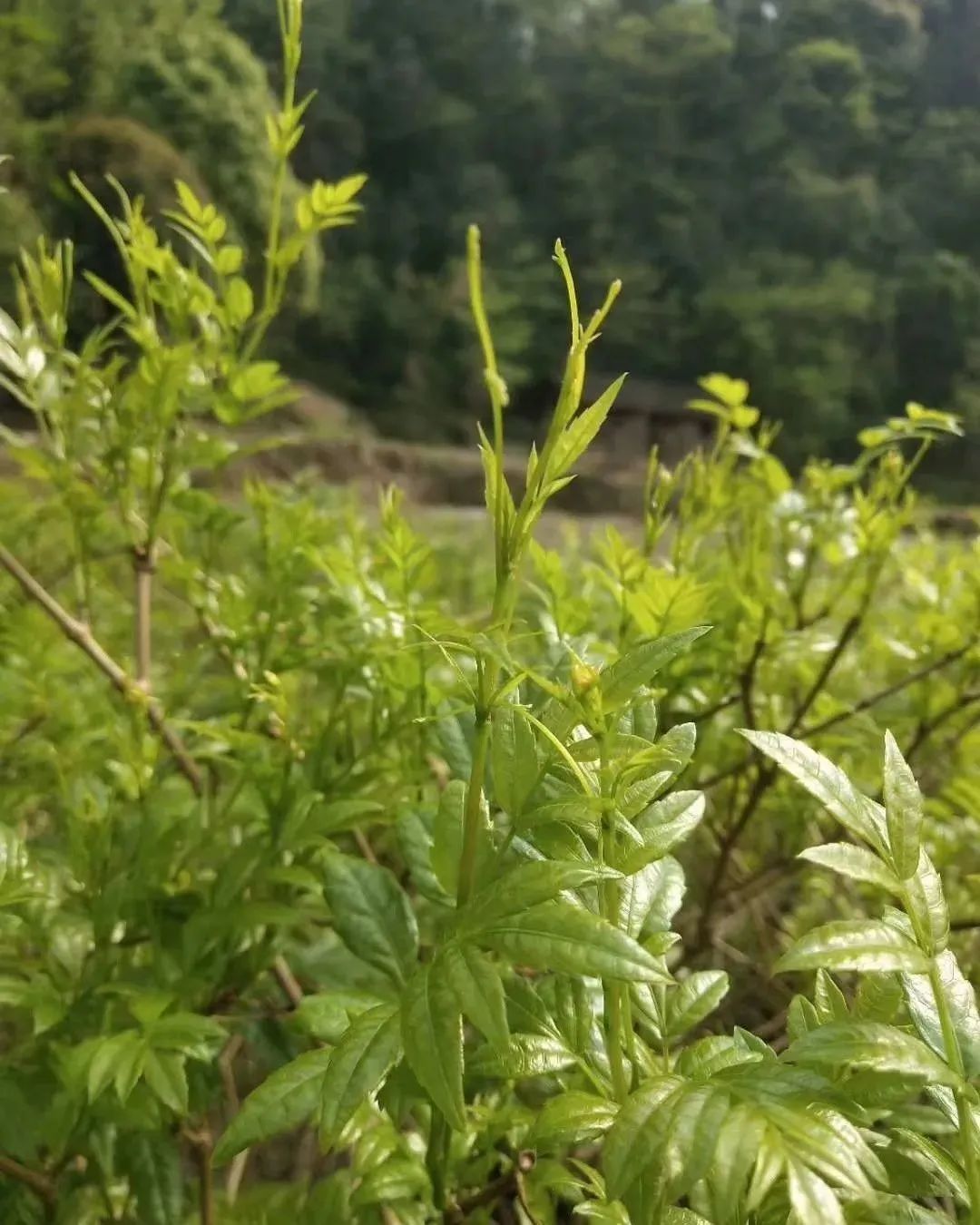 富硒莓茶有什么功效