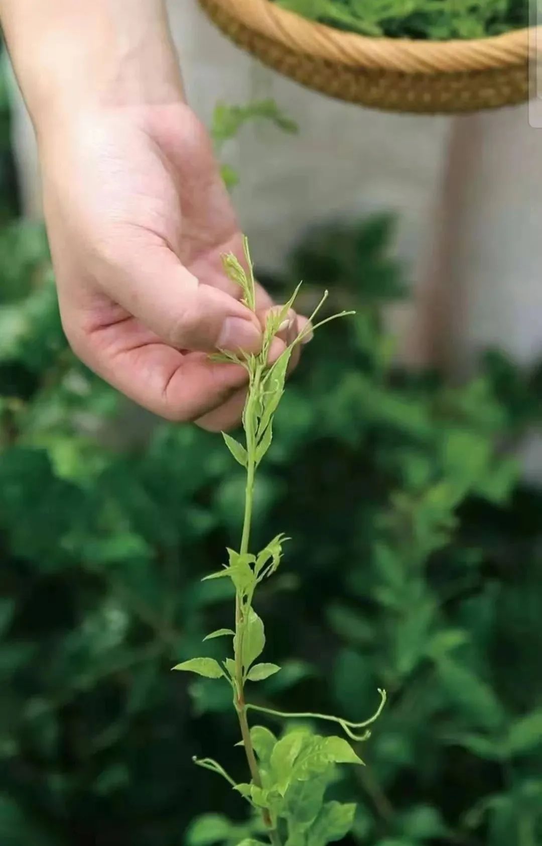 富硒莓茶有什么功效