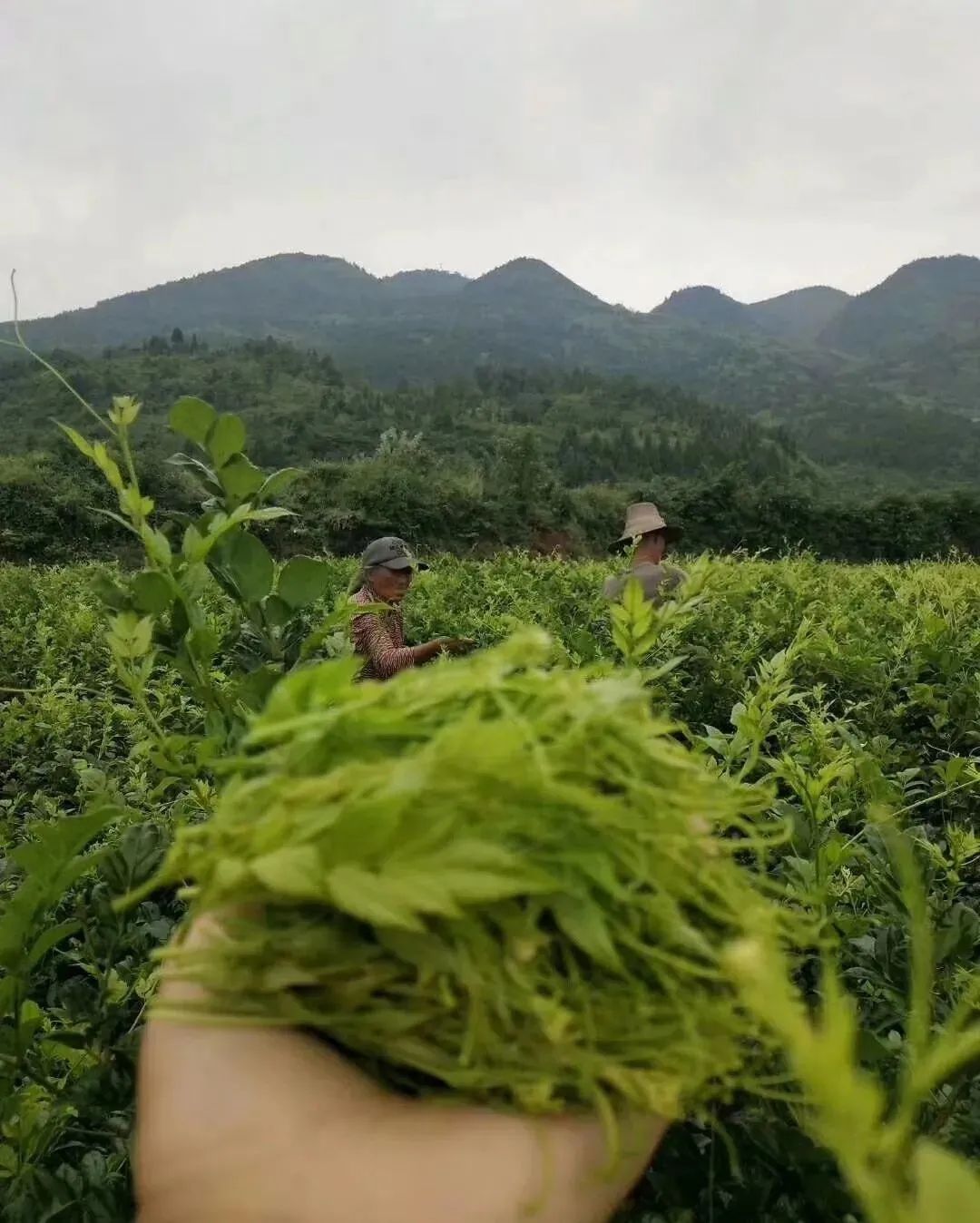 富硒莓茶有什么功效