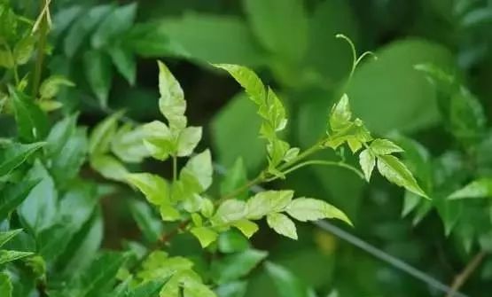 富硒恩施土家藤婆茶