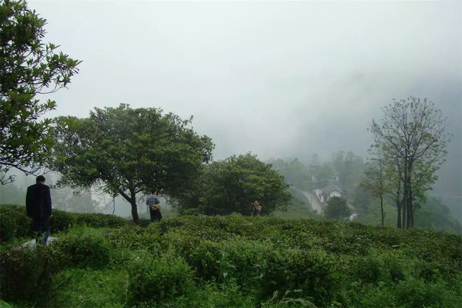 陕西紫阳焕古富硒茶