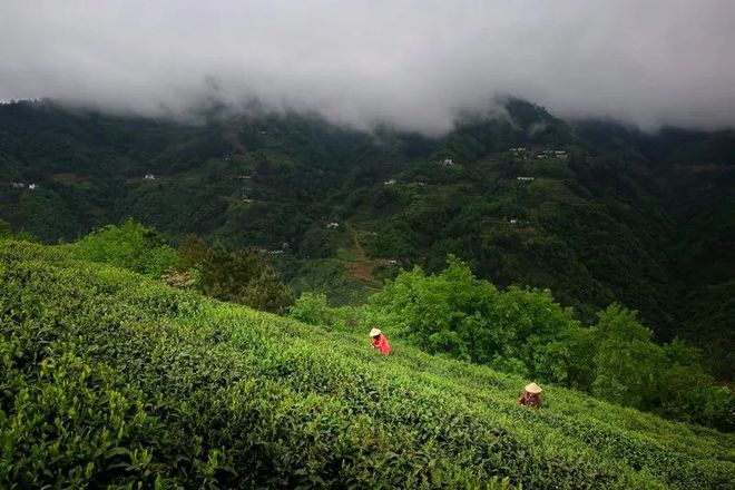 陕西紫阳焕古富硒茶