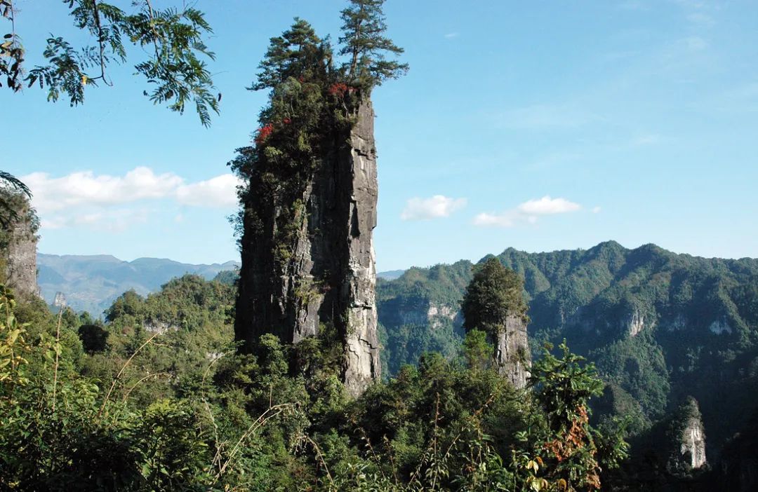 富硒野生茶是哪里的