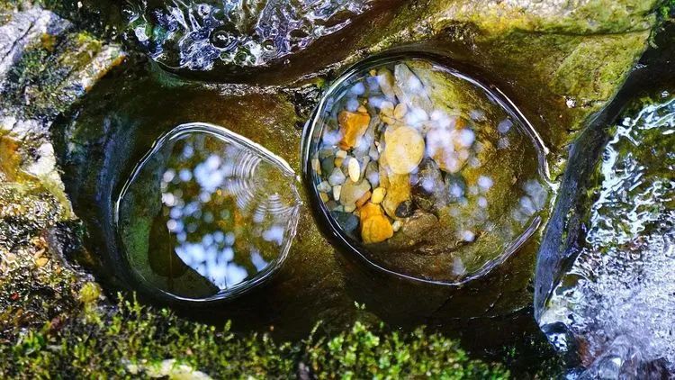 富硒野生茶是哪里的