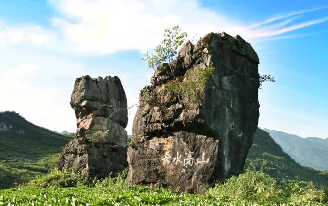 富硒野生茶是哪里的