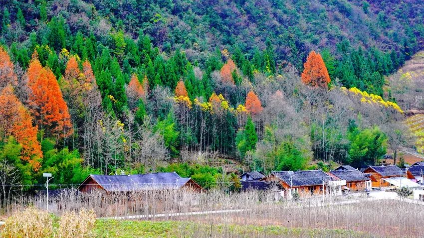 富硒野生茶是哪里的