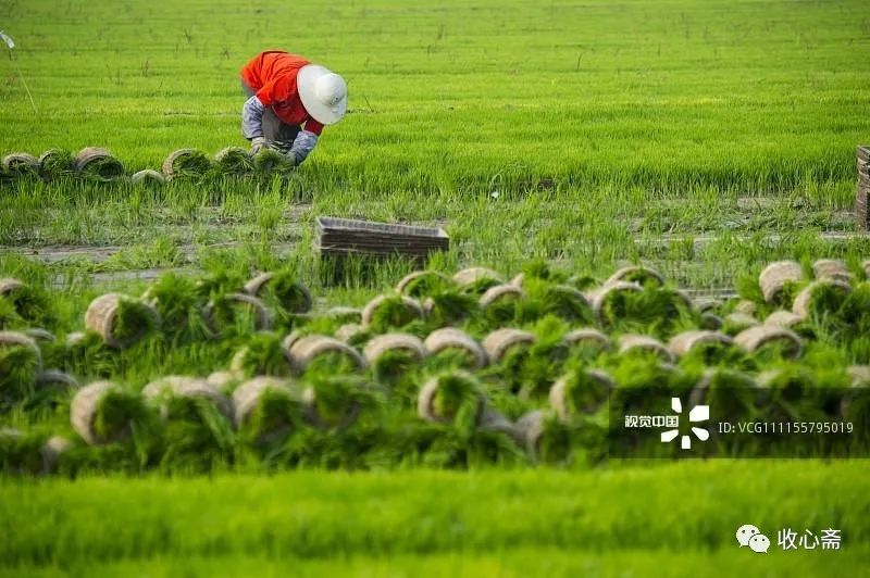 恩施富硒茶用农药吗