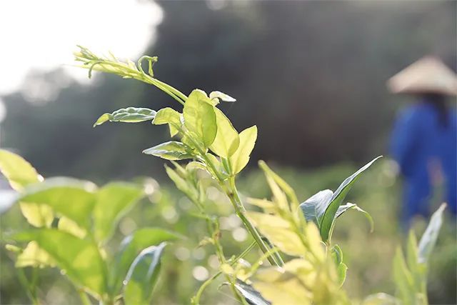 土家富硒藤茶是真的