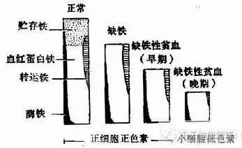 孕妇补铁吃什么食物好