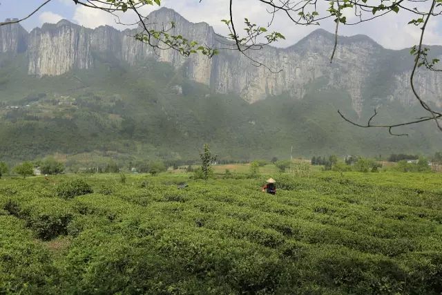 恩施富硒茶用农药吗