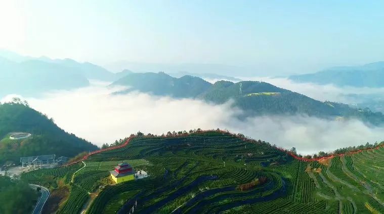 万源+富硒茶+茶山