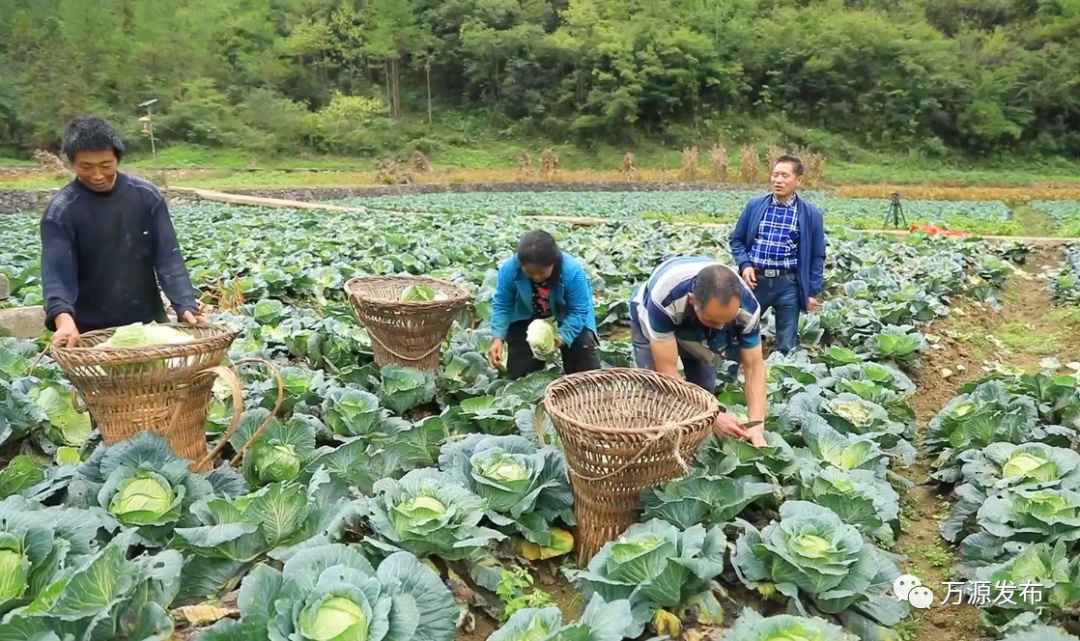 万源+富硒茶+茶山