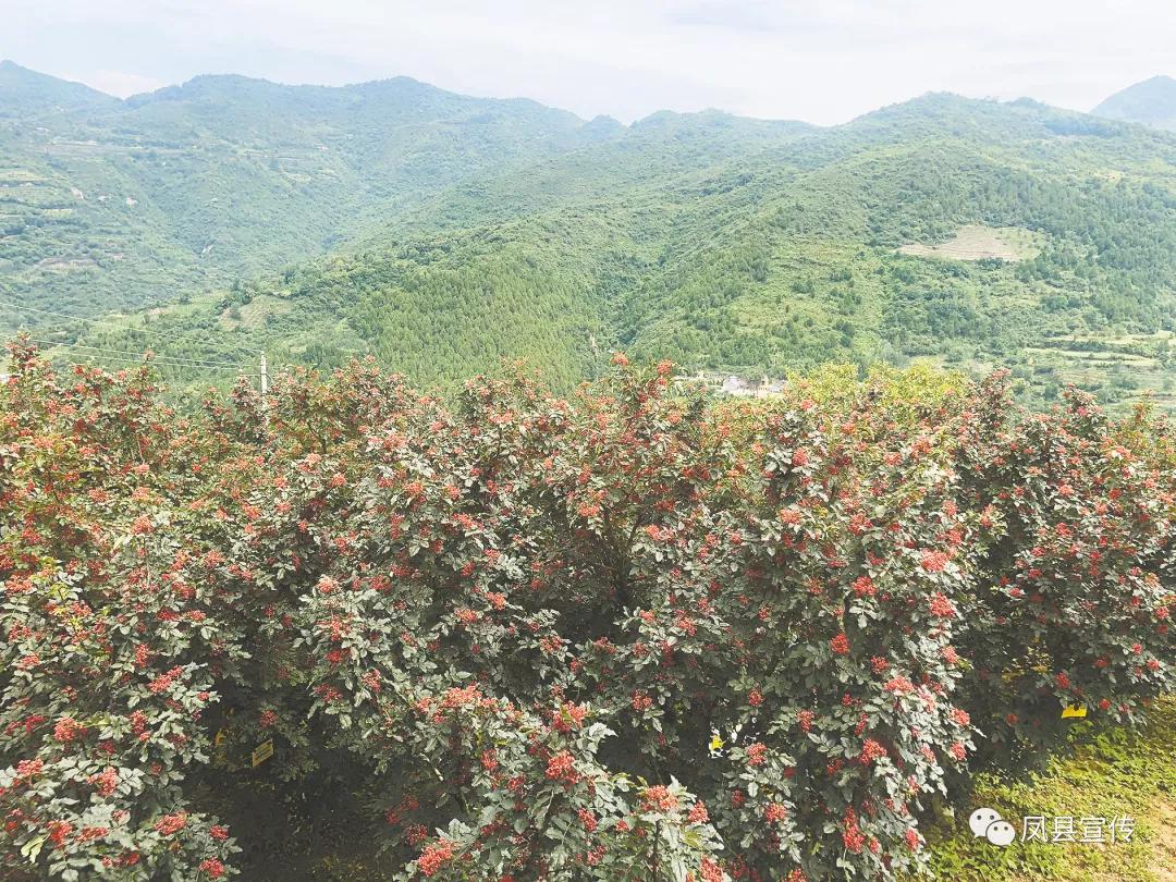 富硒茶的特色是什么