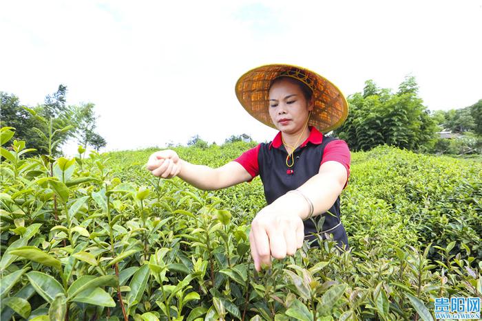 上午喝富硒茶的好处