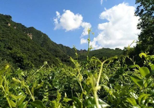 藤匠人富硒来凤藤茶