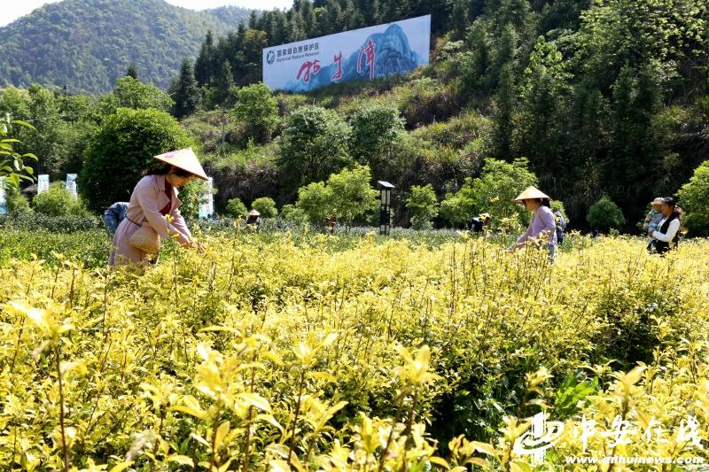 石台县长推荐富硒茶