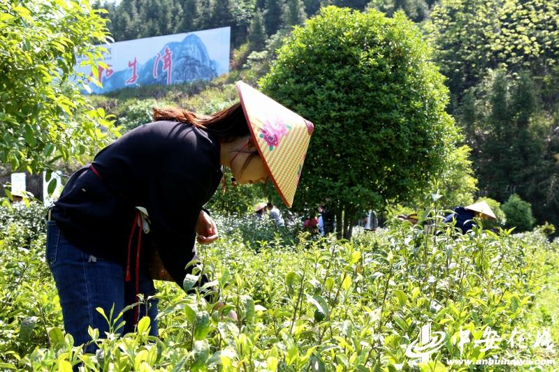 石台县长推荐富硒茶