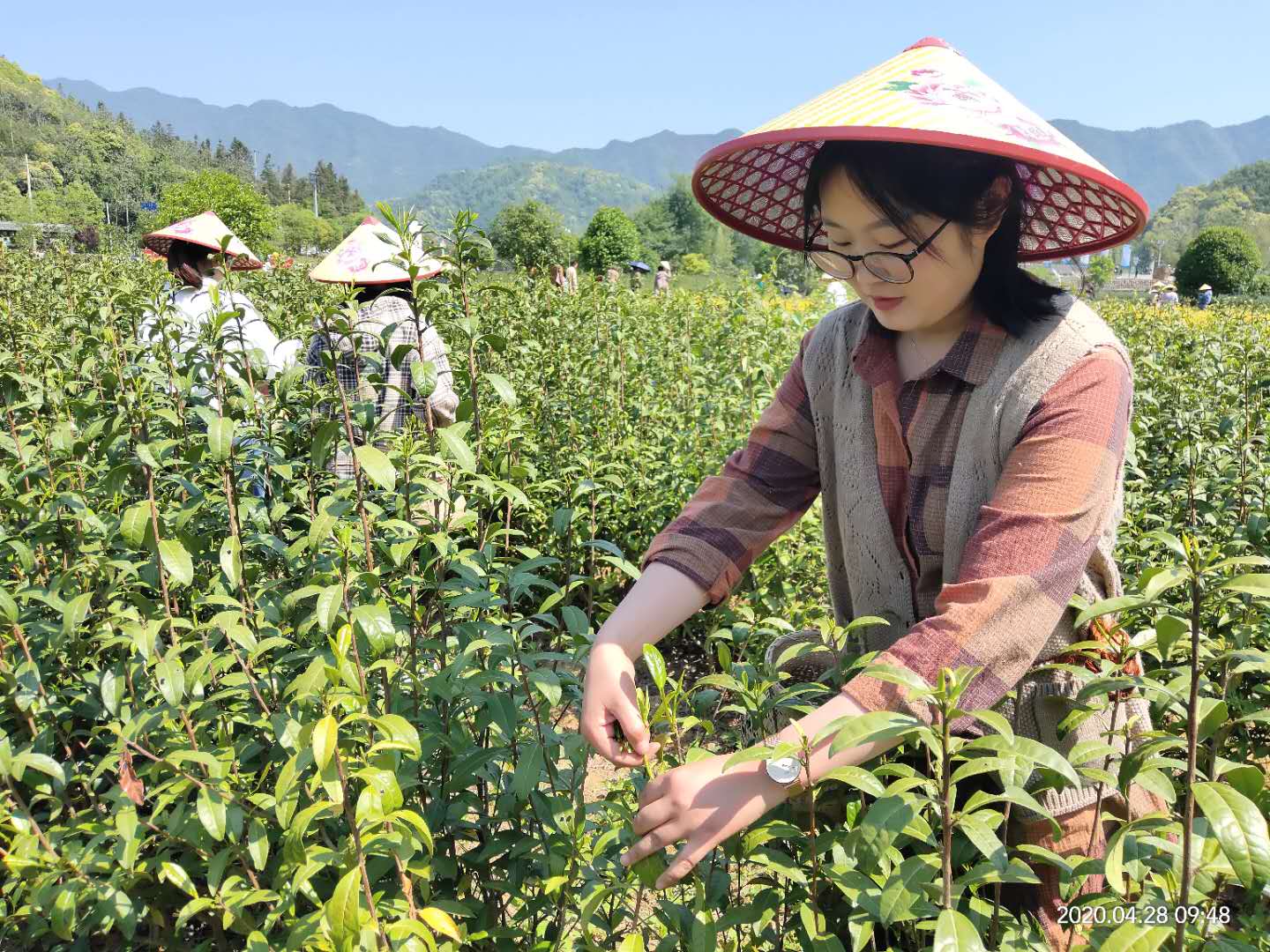 石台县长推荐富硒茶