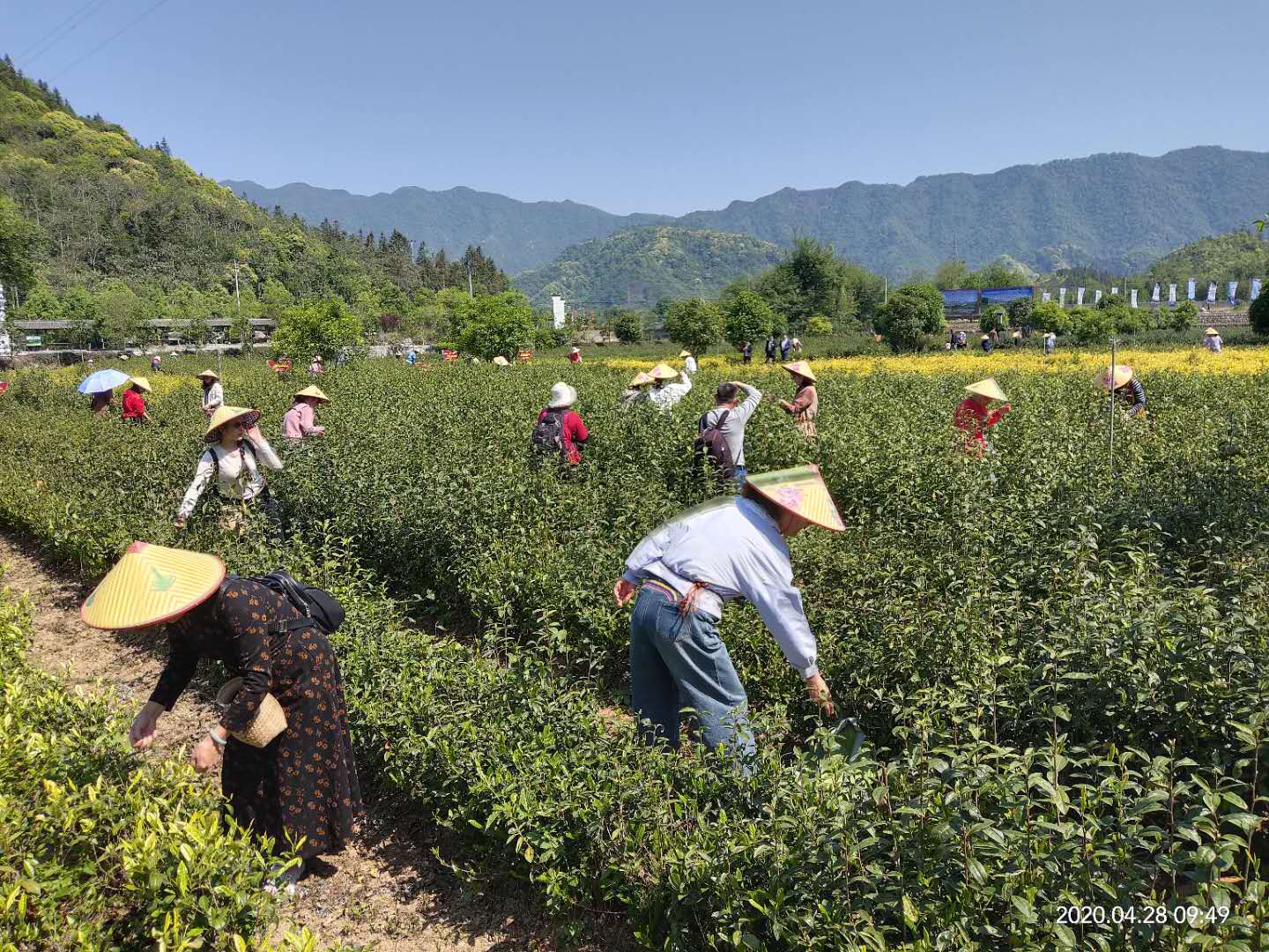 石台县长推荐富硒茶