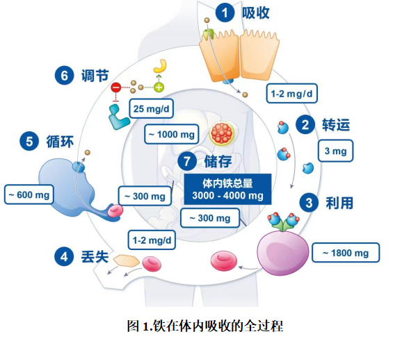 人体需要哪些微量元素