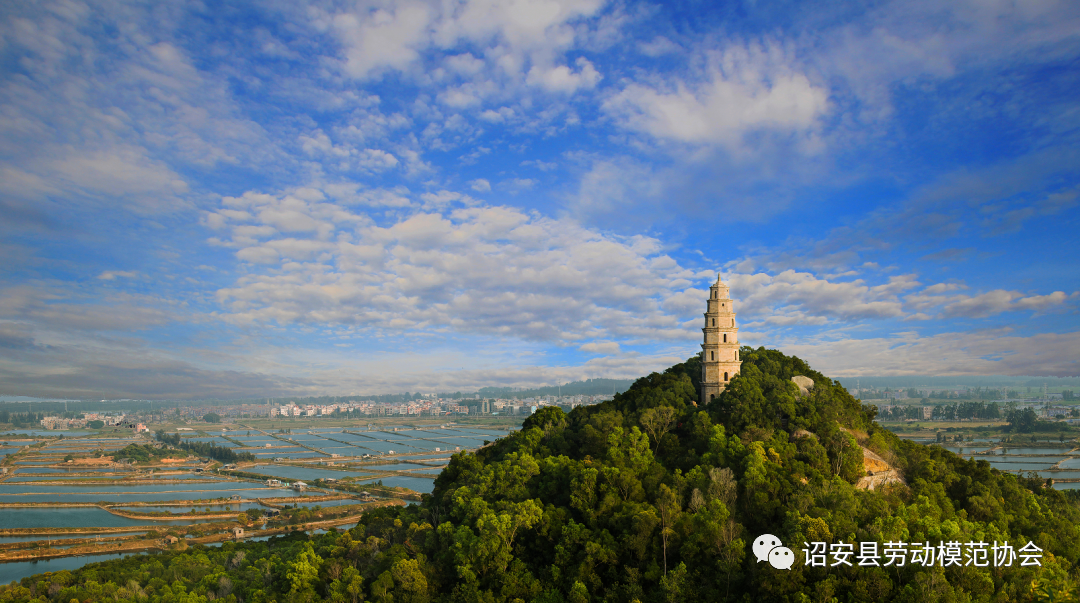 福建富硒八仙茶供应