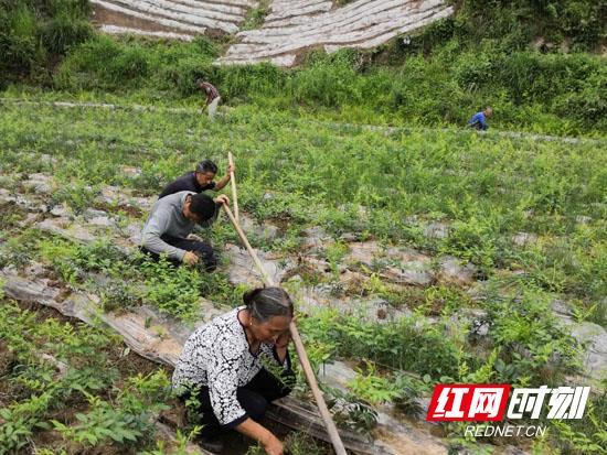 张家界富硒莓茶价格