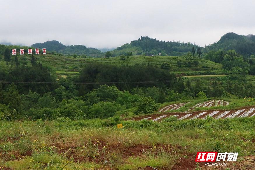 张家界富硒莓茶价格