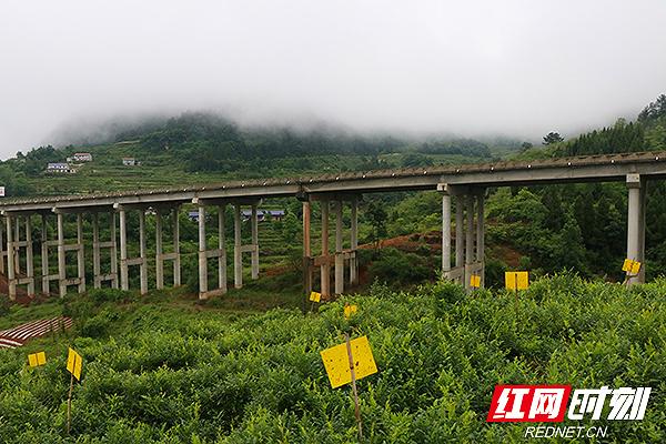 张家界富硒莓茶价格