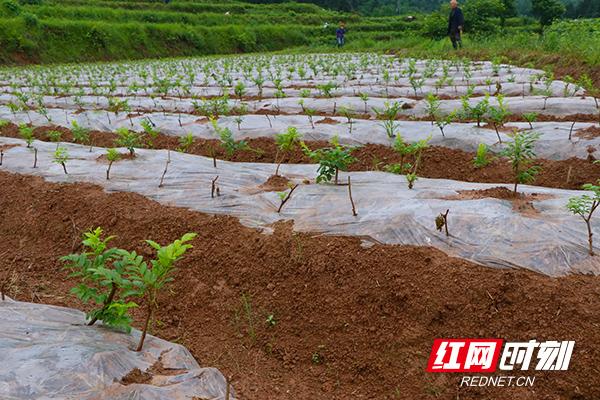 张家界富硒莓茶价格