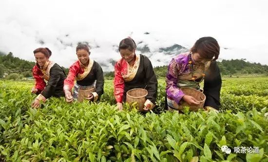 富硒普洱茶哪里有卖