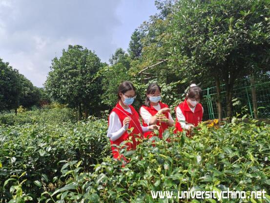 恩施富茶硒雾洞是哪