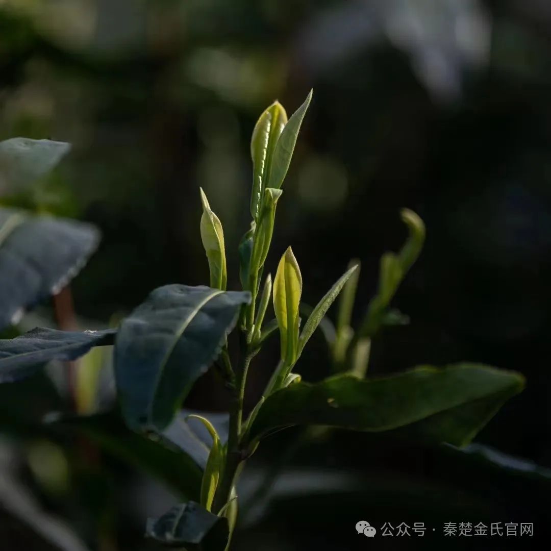 紫阳文化遗产富硒茶